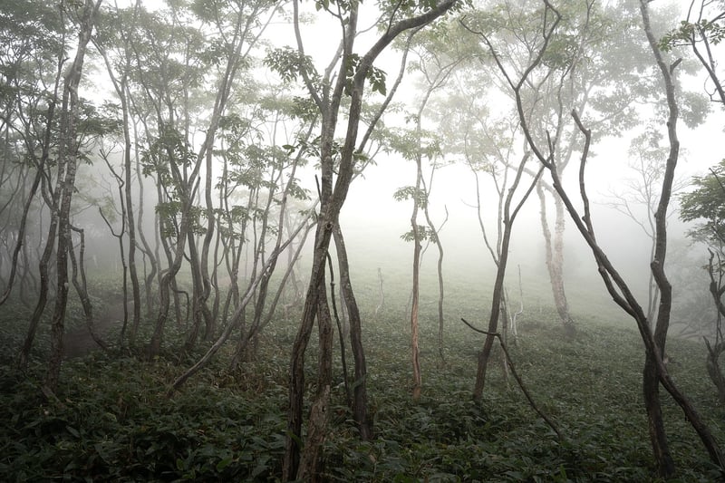 Mystical greenery