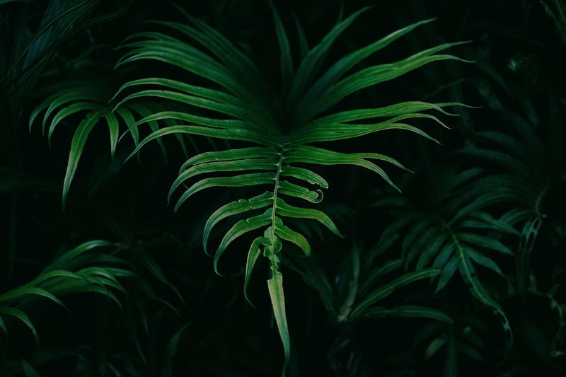 Crystal Cascade Ferns