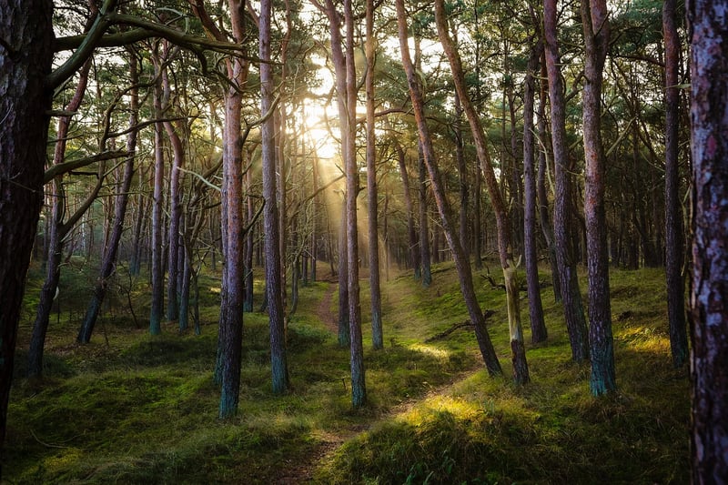 Mystical Forest