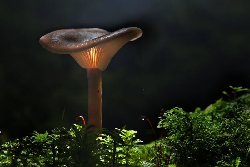 Glow Moss