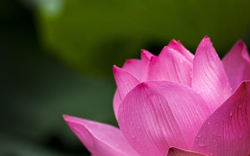 Starlight Lotus Blossoms
